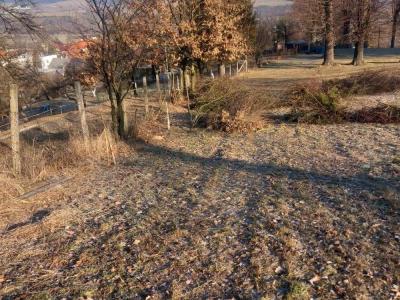 Výrub líp - čistenie cintorína 02/2025, foto 9 z 9