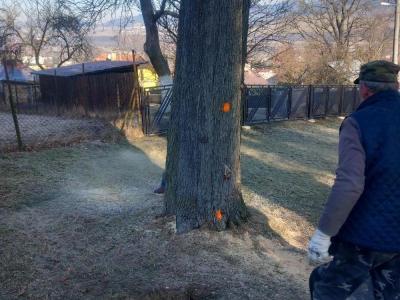 Výrub líp - čistenie cintorína 02/2025, foto 7 z 9