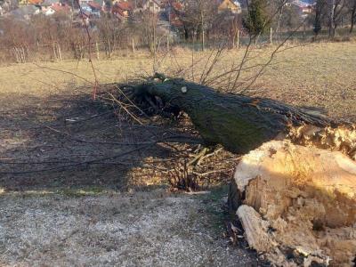 Výrub líp - čistenie cintorína 02/2025, foto 8 z 9