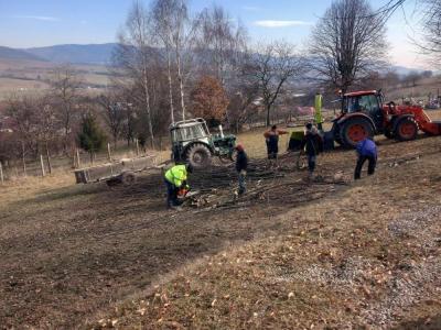 Výrub líp - čistenie cintorína 02/2025, foto 4 z 9